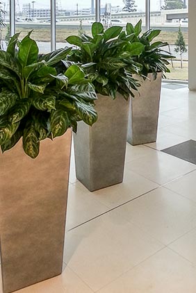 Indoor Plant Service Houston â€