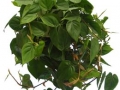 Philodendron cordatum  - office plants Houston TX