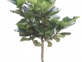 Ficus Lyrata Standard  - office plants Houston TX