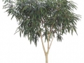 Ficus alii standard  - office plants Houston TX