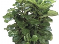 Ficus lyrata bush  - office plants Houston TX