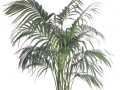 Kentia Palm  - office plants Houston TX