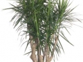 Dracaena Cincta-Marginata Stump  - office plants Houston TX