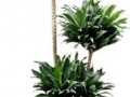 Drac. JC. Compacta Cane Topiary  - office plants Houston TX