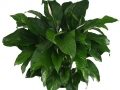 Spathiphyllum Lauretta  - office plants Houston TX
