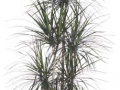 Dracaena cincta cane - Marginata  - office plants Houston TX