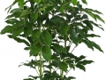 Schefflera amate  - office plants Houston TX
