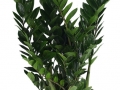 Zamioculcas zamiifolia  - office plants Houston TX